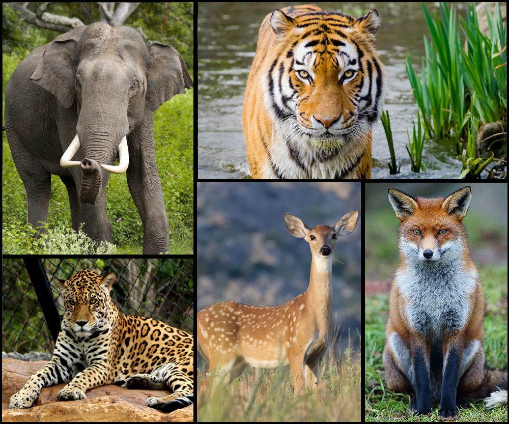 wild animal collage