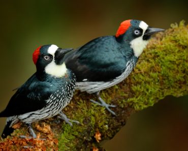 Acorn Woodpecker, Melanerpes formicivorus. Beautiful two bird sitting on the green mossy branch in habitat(Ondrej Prosicky)S