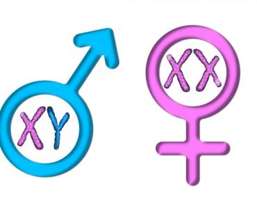 Color graphics with white background, pink female symbol, and blue male symbol with X and Y chromosomes(saeid yaghoubi)s