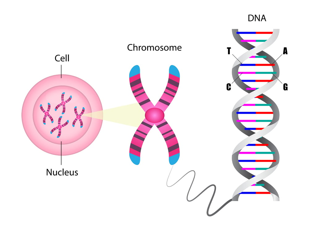 Diagrama da estrutura do cromossomo e do DNA, Biologia molecular, ilustração vetorial (Ody_Stocker) s