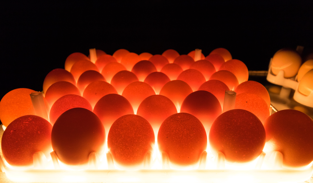 Are All Chicken Eggs Fertilized? » ScienceABC