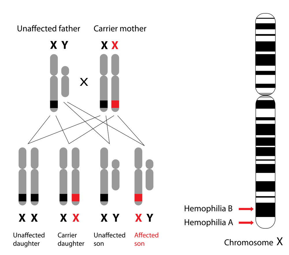 What Is A Barr Body? » ScienceABC