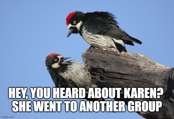 Cooperative Breeding-Why Do Acorn Woodpeckers Live As A Family