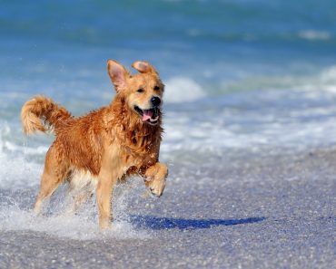 Young golden retriever running on the beach(Volodymyr Burdiak)s