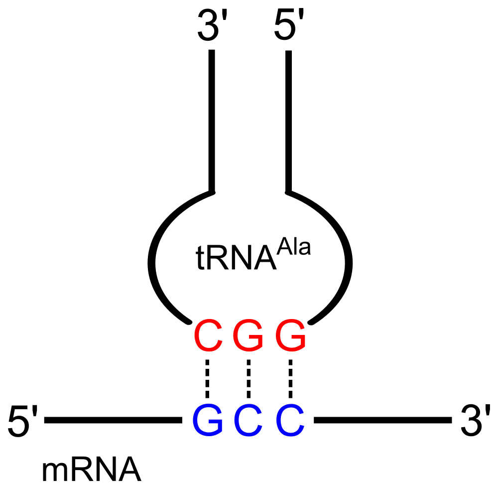 How Can Multiple Codons Code For The Same Amino Acid? » ScienceABC