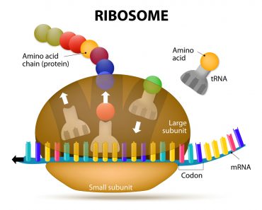 The Interaction of a Ribosome with mRNA. Process of initiation of translation(Designua)s