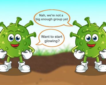 The two bacteria are talking to each other