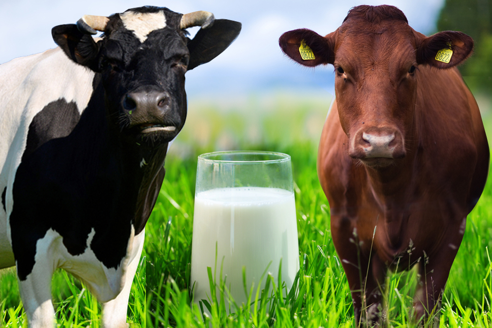 a1 and a2 cow milk diffrence