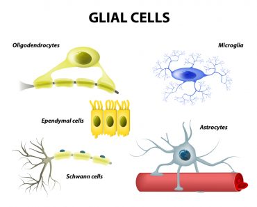 types of neuroglia(Designua)S