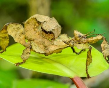 A close-up shot of a Spiny leaf insect(Aedka Studio)s