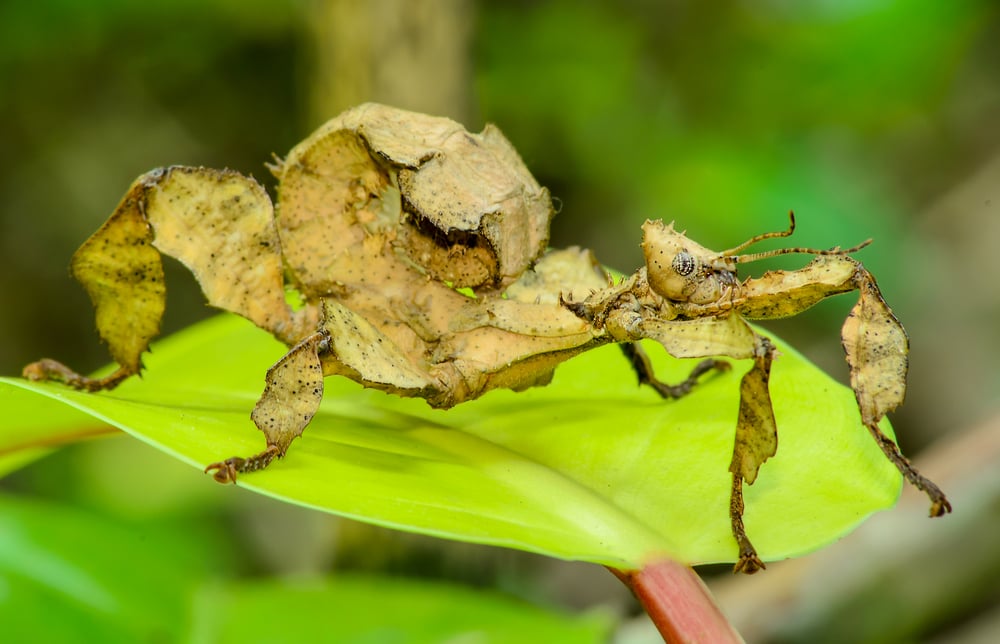 A close-up shot of a Spiny leaf insect(Aedka Studio)s