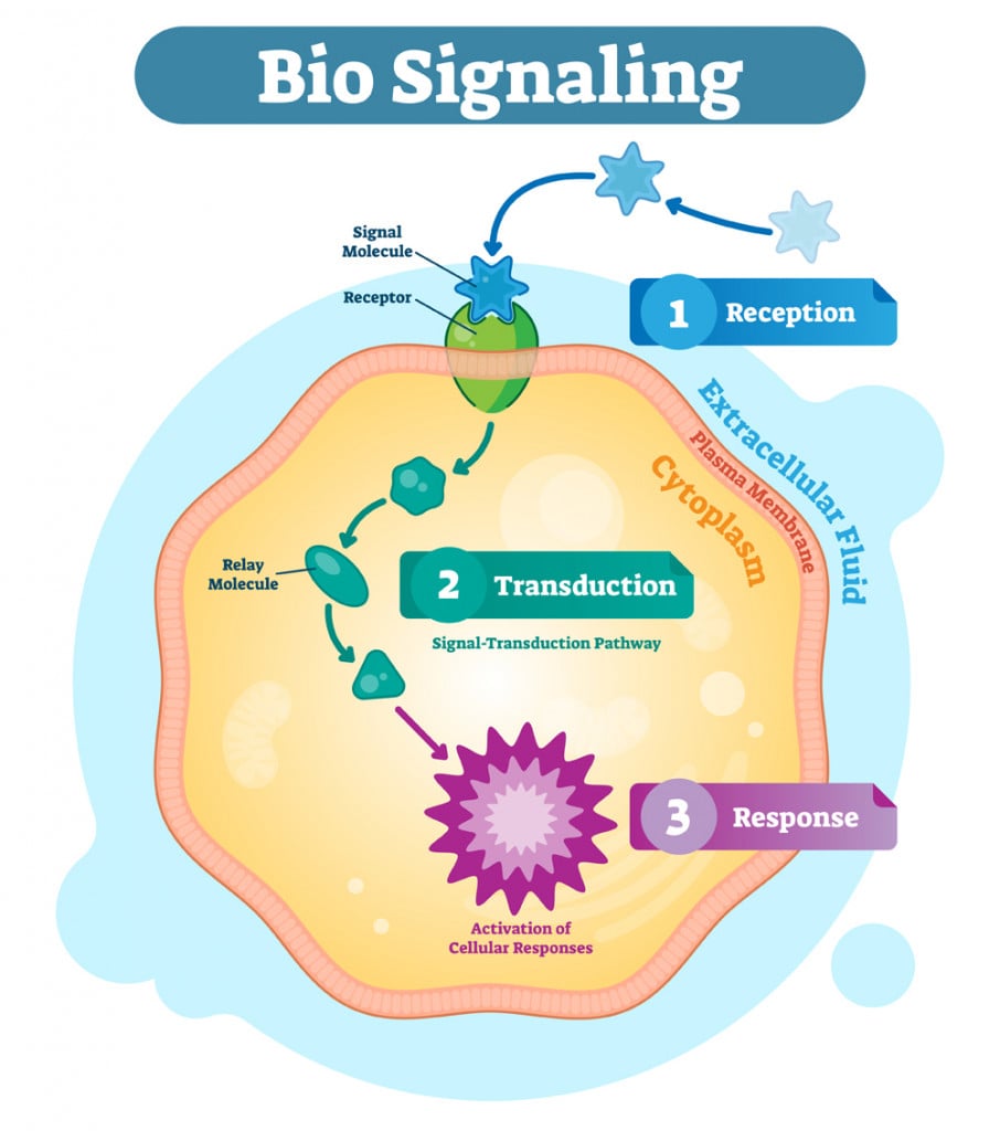 Cell Communication How And Why Do Cells Communicate With Each Other?