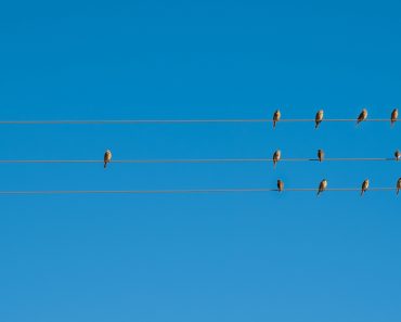Birds on elecricity wires against blue sky(22Images Studio)s