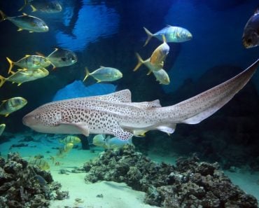 Leopard Zebra Shark (Stegostoma fasciatum) swimming with fishes over tropical reef(Tatiana Belova)s