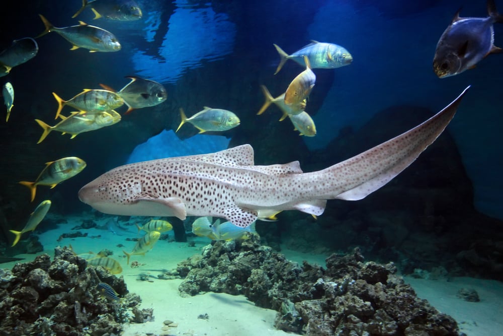 Leopard Zebra Shark (Stegostoma fasciatum) swimming with fishes over tropical reef(Tatiana Belova)s