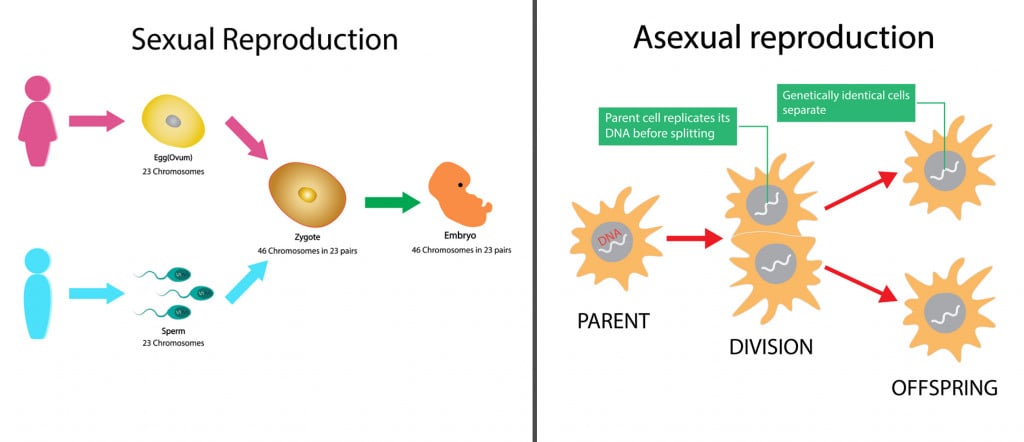 Parthenogenesis: Can Animals Produce Offspring Without Mating?