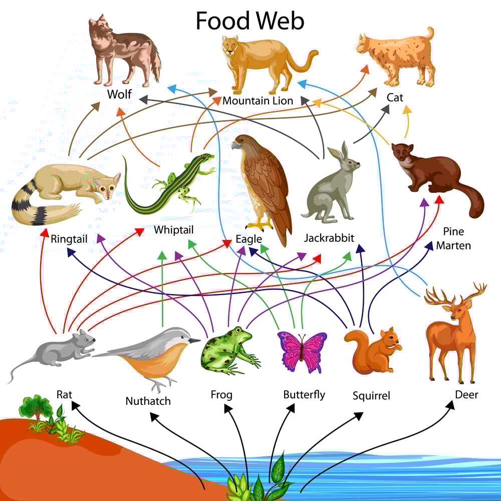 What Is Species Extinction And What Do We Lose When A Species Goes ... Biology Diagrams