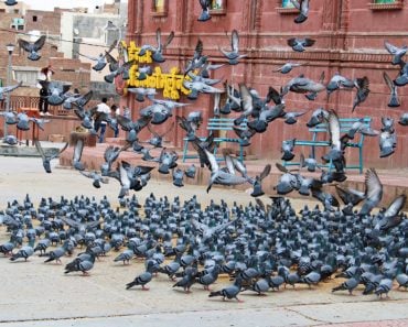 Group of pigeon pigeons in the ground outside Laxminath temple(OmMishra)S