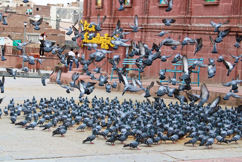 Group of pigeon pigeons in the ground outside Laxminath temple(OmMishra)S