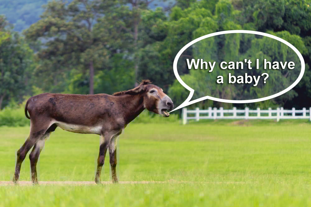 Hybrid Infertility: Why Can't Mules Reproduce? Hybrid Infertility: Why Can't Mules Reproduce?