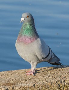 City Dove: Why Do Pigeons Like To Live In Cities?