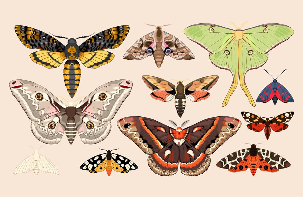 Moths Vs Butterflies What Is The Difference Between Moth And Butterfly?
