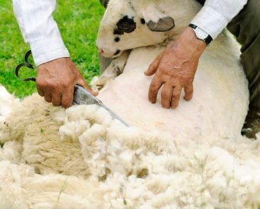 Shearing Sheep(Dalibor Sevaljevic)s