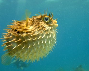 puffer fish seeming along(Kim Hefner)s