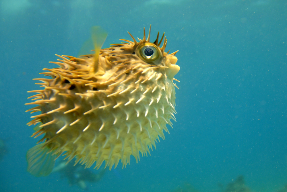 puffer fish seeming along(Kim Hefner)s