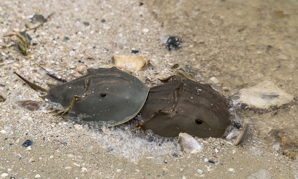 What Are Horseshoe Crabs And Why Are They Important? » ScienceABC