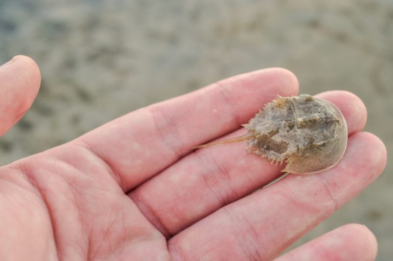 What Are Horseshoe Crabs And Why Are They Important? » ScienceABC