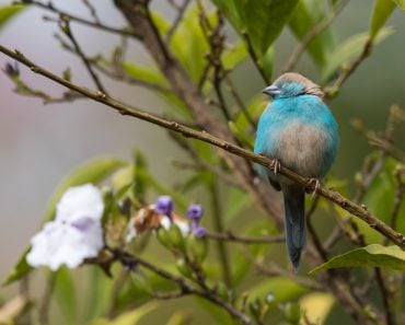 Blue waxbill (Uraeginthus angolensis) perched in a garden(Dave Montreuil)s