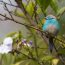 Blue waxbill (Uraeginthus angolensis) perched in a garden(Dave Montreuil)s