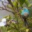 Blue waxbill (Uraeginthus angolensis) perched in a garden(Dave Montreuil)s