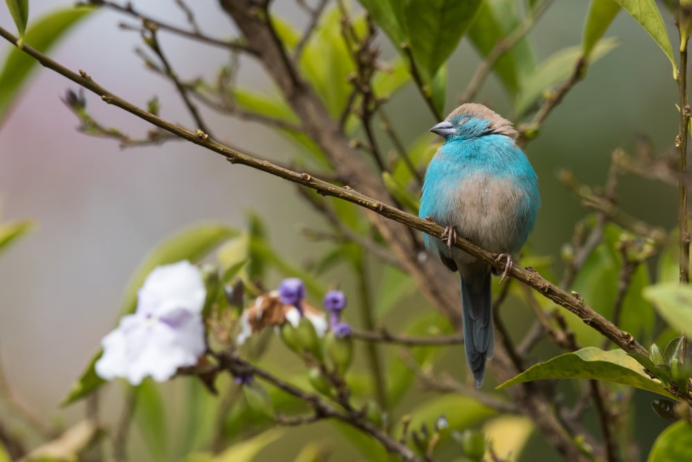 Blue waxbill (Uraeginthus angolensis) perched in a garden(Dave Montreuil)s