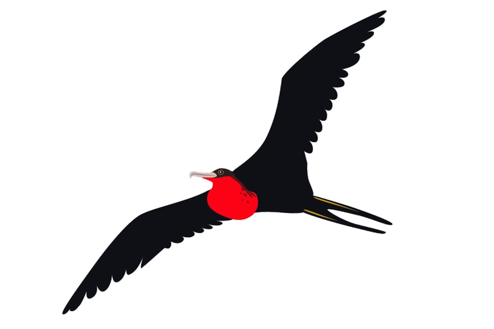 Frigate Bird(haibo li)s