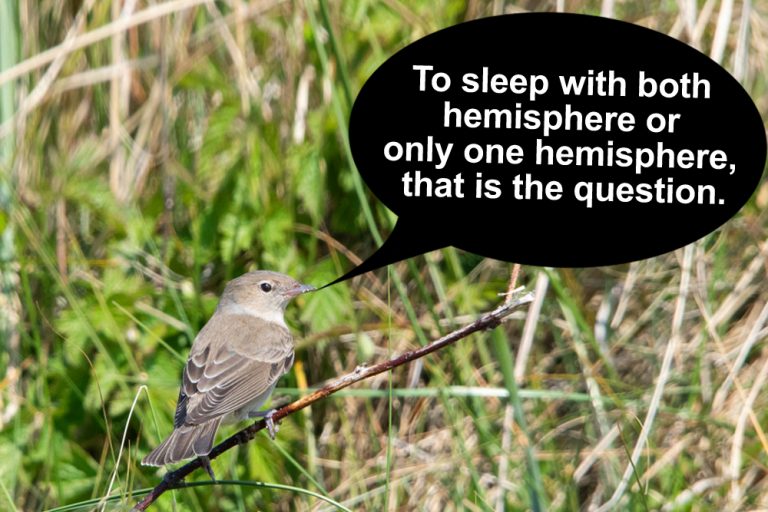 How Do Birds Sleep During Migration? » ScienceABC