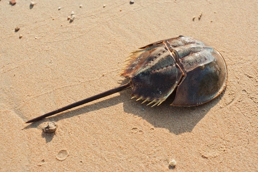 Horshoe crab on sandy beach(Jarous)S