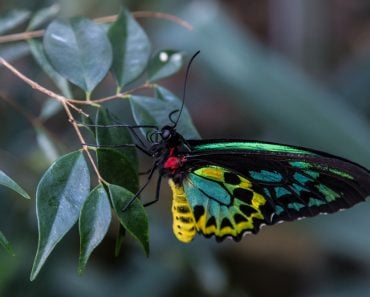 Ornithoptera alexandrae The Queen Alexandra’s birdwing colorful butterfly close up(rossana morbiducci)S