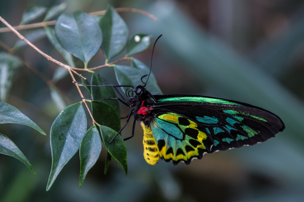 Ornithoptera alexandrae The Queen Alexandra’s birdwing colorful butterfly close up(rossana morbiducci)S