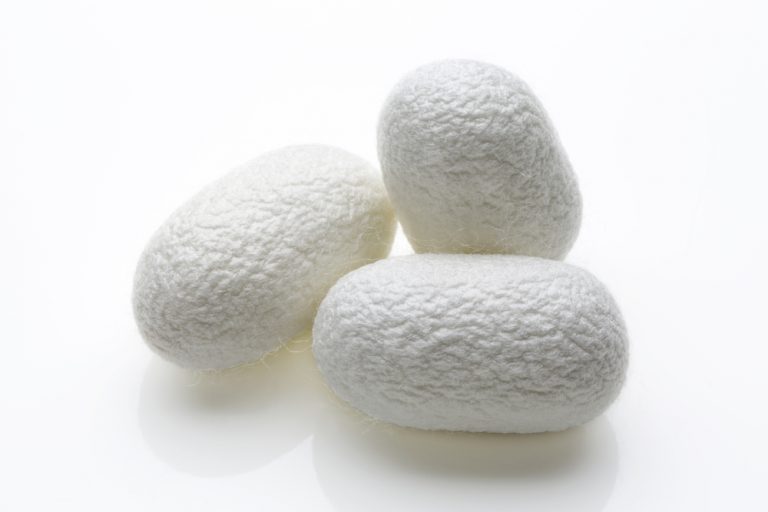 Sericulture How Is Silk Made? How Do We Get Silk From Silkworms?