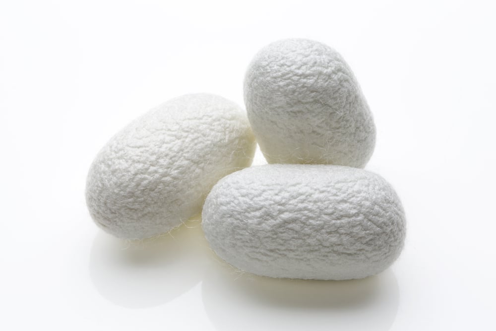 Sericulture How Is Silk Made? How Do We Get Silk From Silkworms?