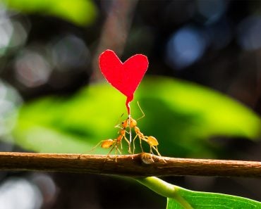 Two fire ants helping each other carry a paper heart shape(ChaiyaTN)s