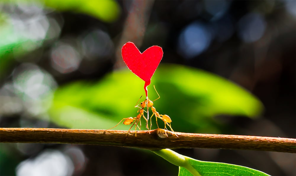 Two fire ants helping each other carry a paper heart shape(ChaiyaTN)s