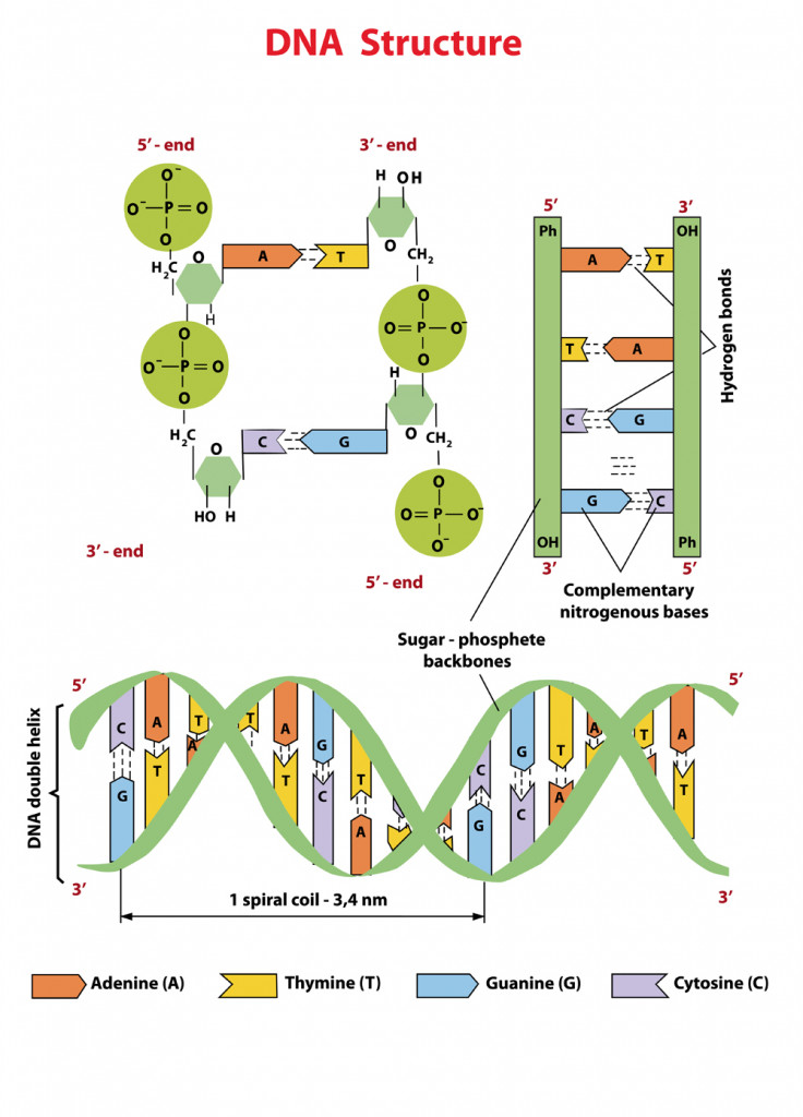 how do the bases in dna pair up