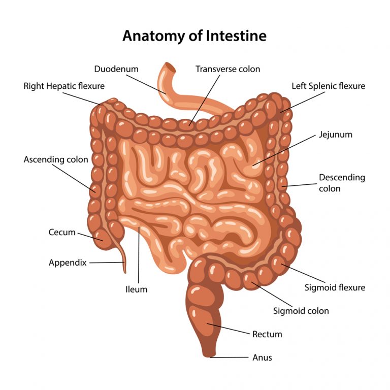 How Does The Human Digestive System Work? » ScienceABC