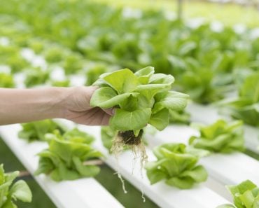 Close,Up,Hand,Holding,Hydroponics,Plant