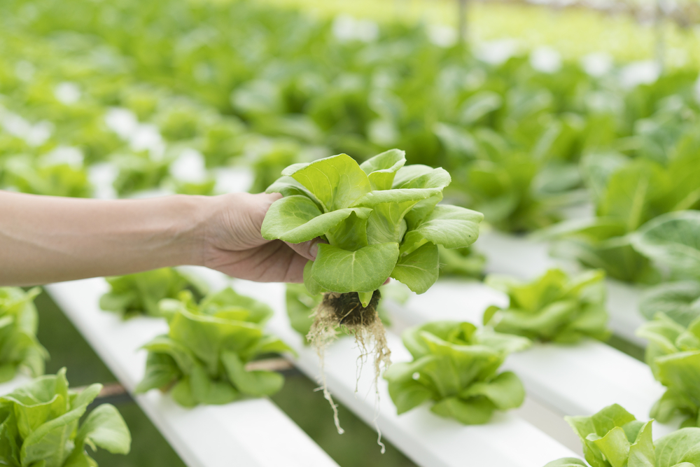 Close,Up,Hand,Holding,Hydroponics,Plant