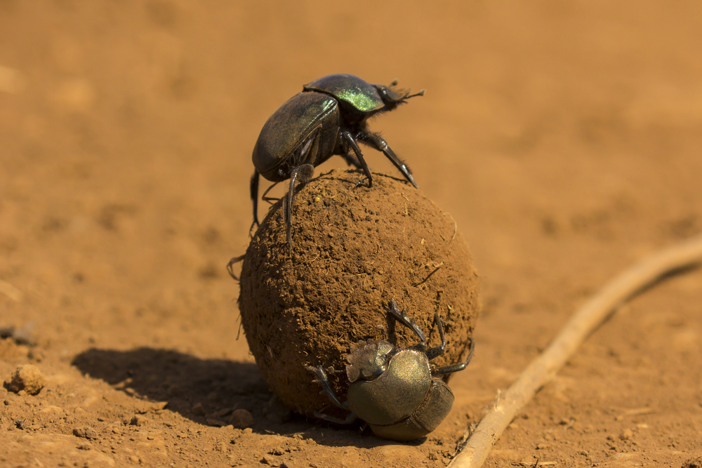 How Do Dung Beetles Use The Milky Way To Navigate? » ScienceABC