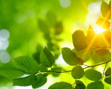 Green,Leaves,And,Sun,In,Spring.